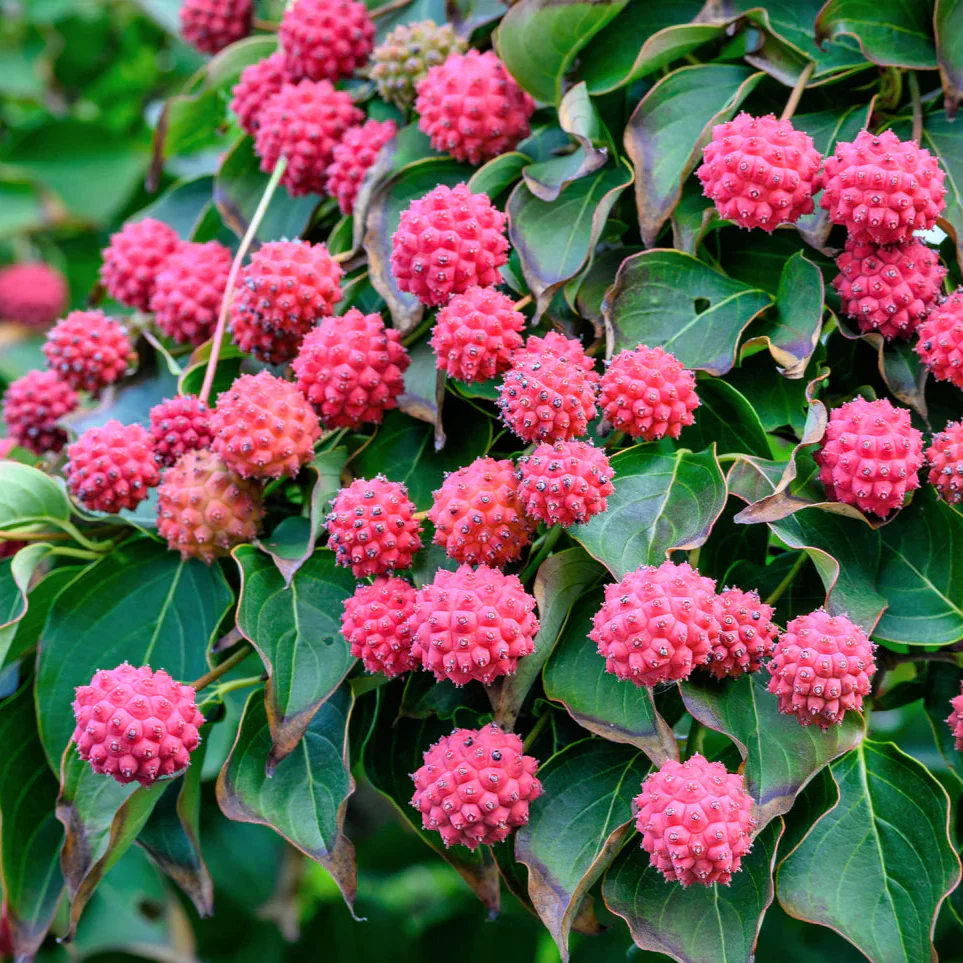 Japanese Dogwood - Cornus kousa