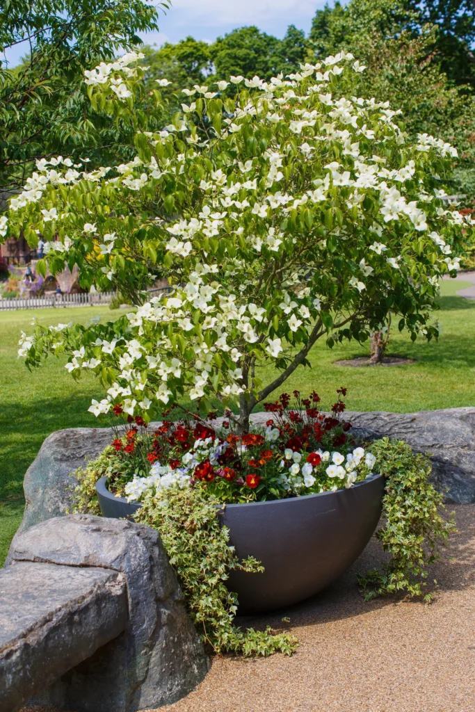 Japanese Dogwood - Cornus kousa