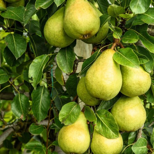 How to grow Wild Pear (Pyrus communis)