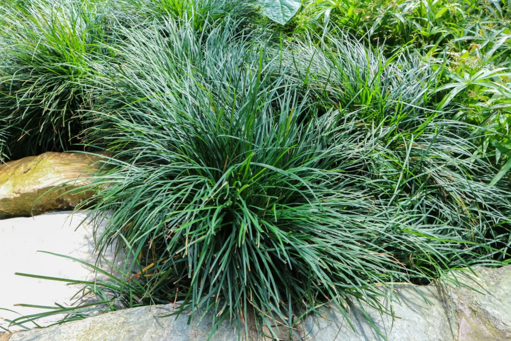 Mondo Grass - Ophiopogon japonicus