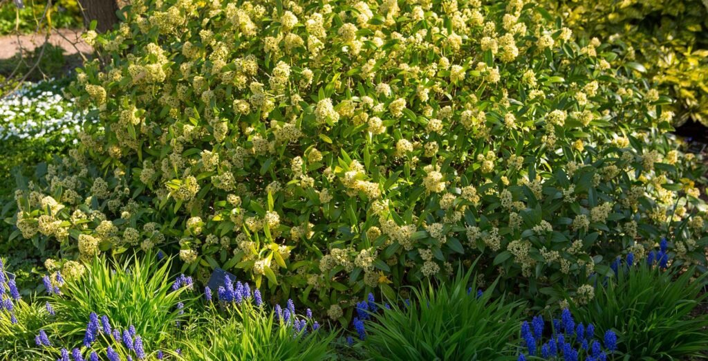 Japanese Skimmia - Skimmia japonica