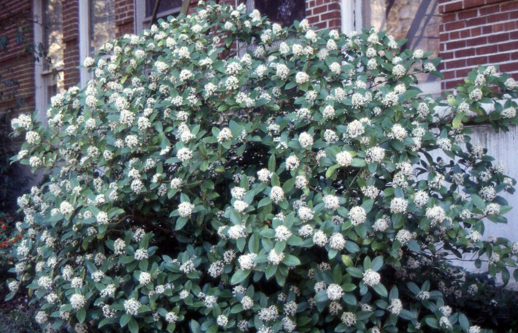 Japanese Skimmia - Skimmia japonica