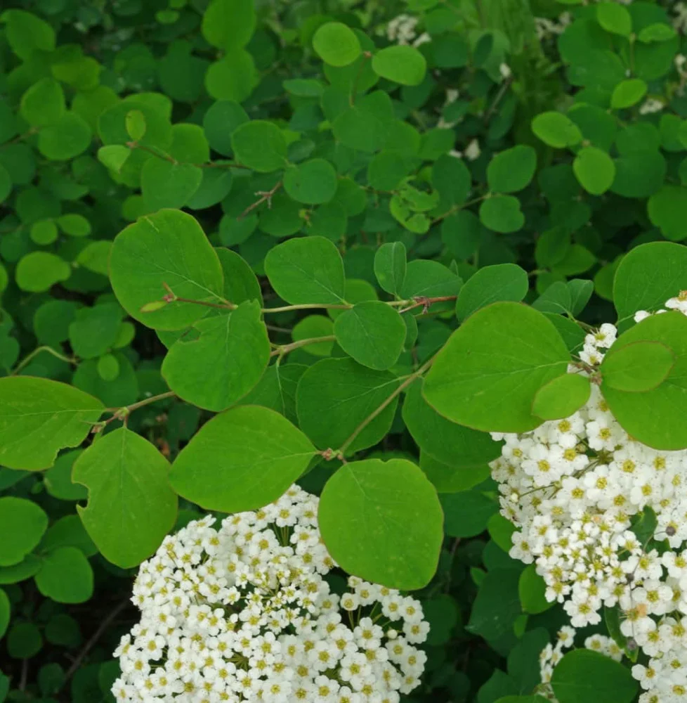Garland Spiraea - Spiraea x arguta