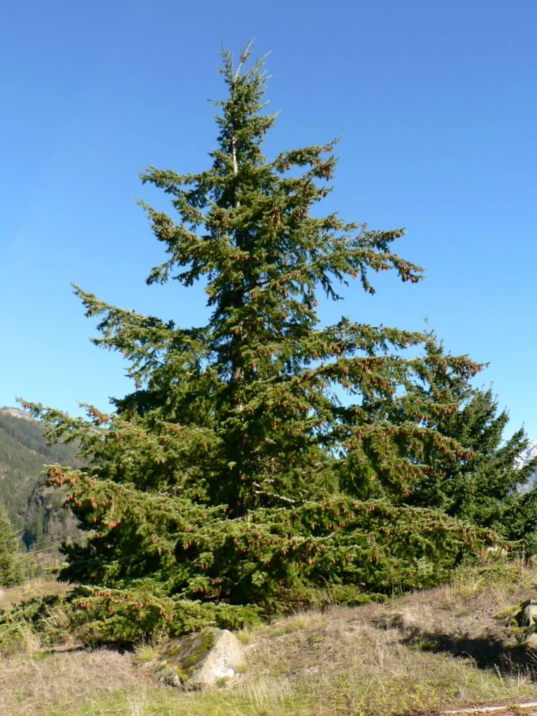 Douglas Fir - Pseudotsuga menziesii
