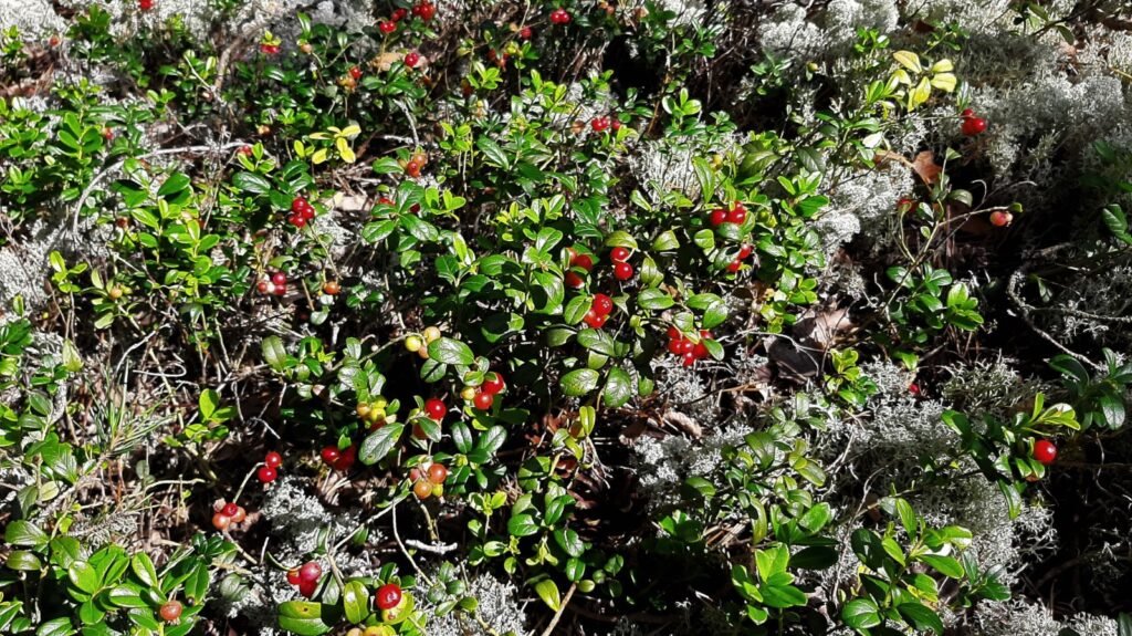 Cowberry - Vaccinium vitis