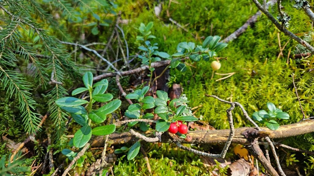 Cowberry - Vaccinium vitis