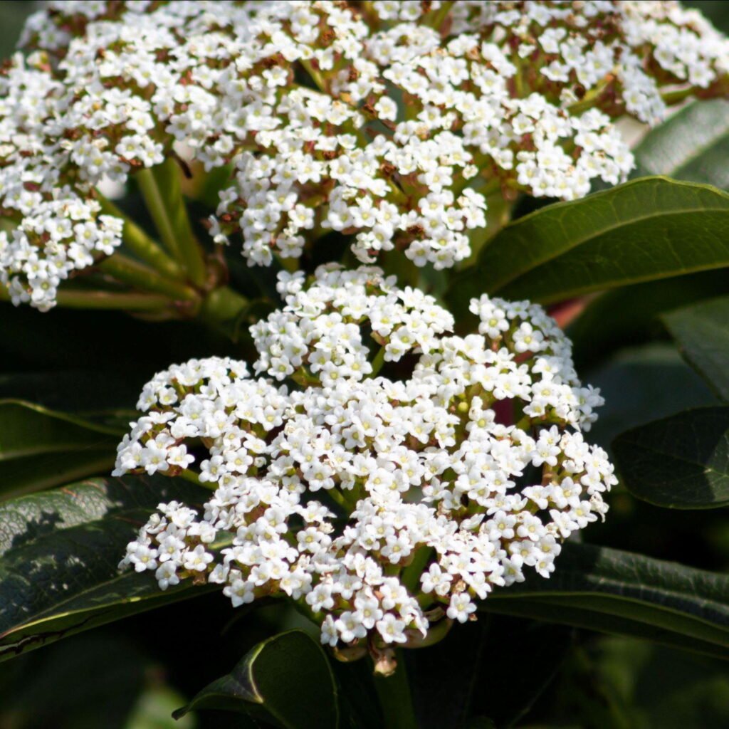 David viburnum - Viburnum davidii