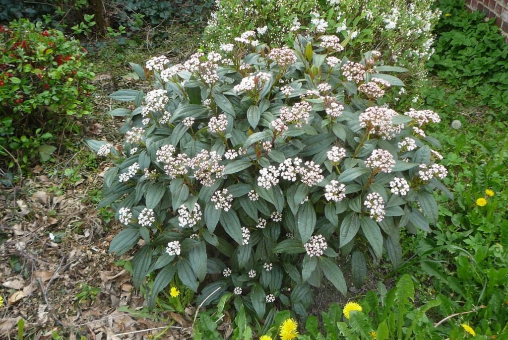 David viburnum - Viburnum davidii