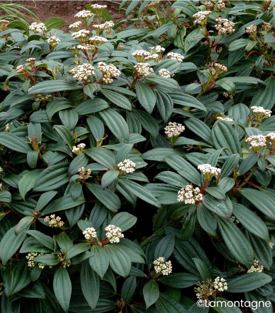 David viburnum - Viburnum davidii