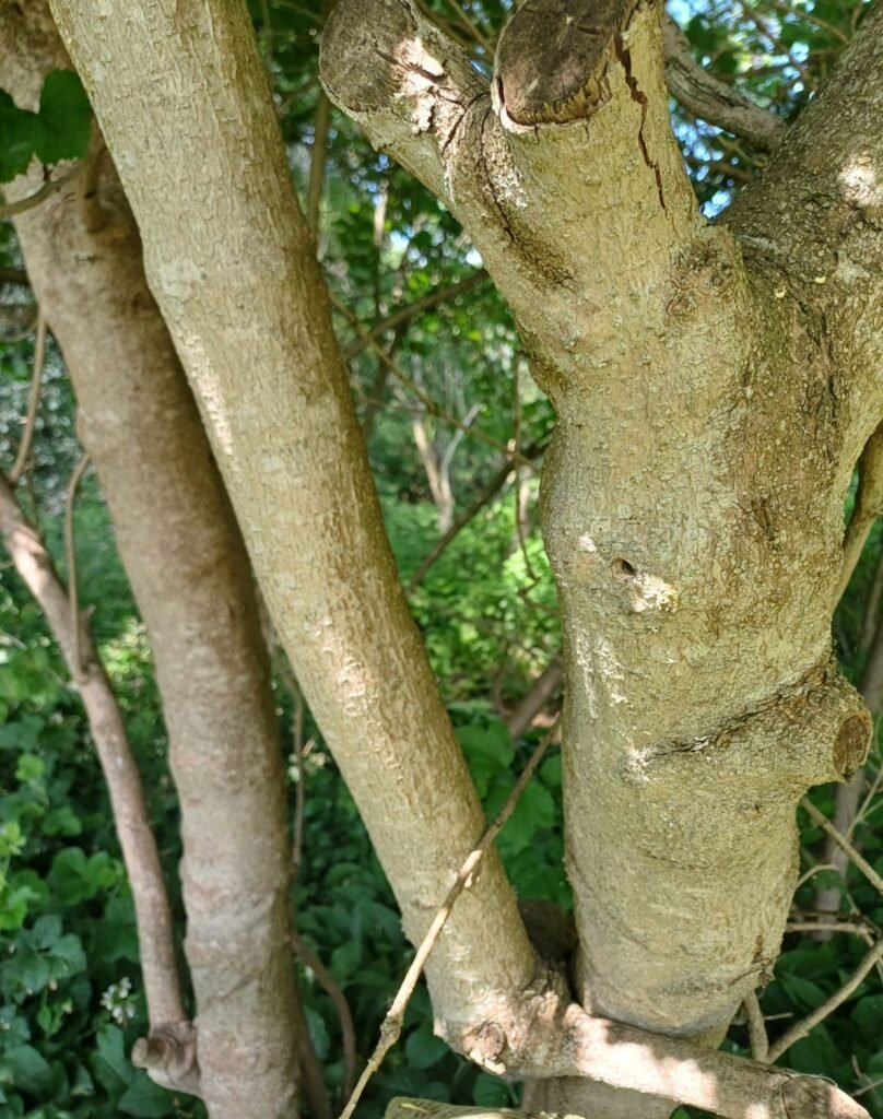 Guelder Rose - Viburnum opulus