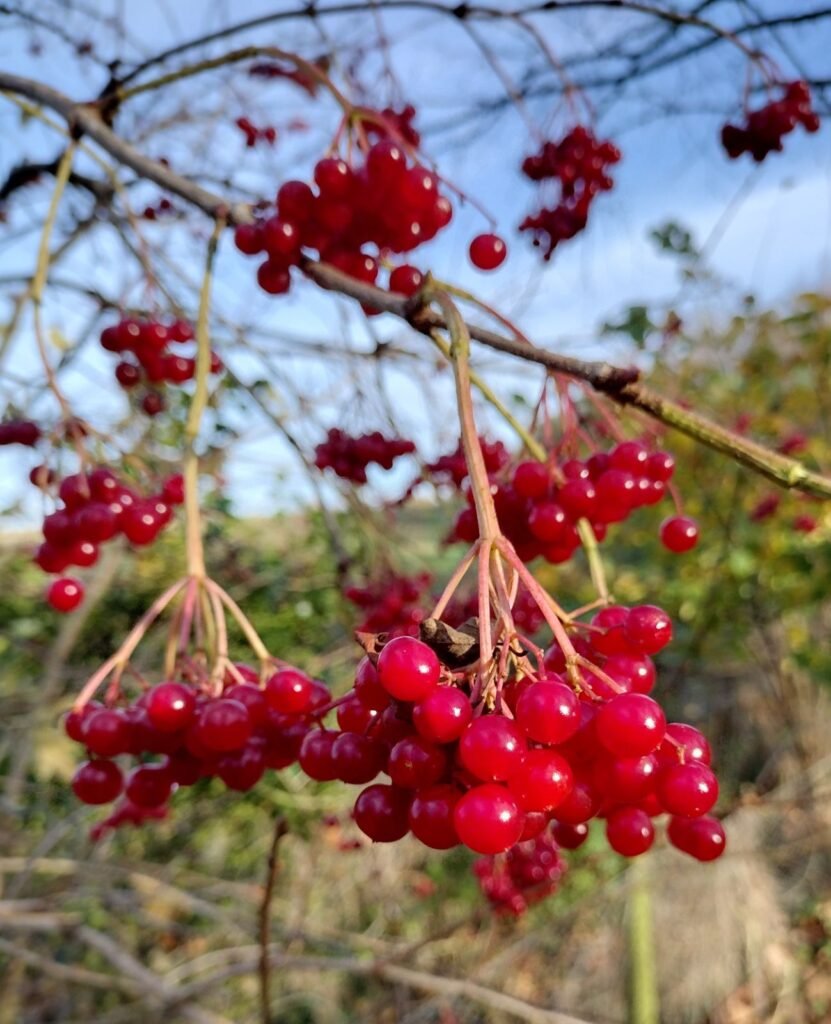 Guelder Rose - Viburnum opulus