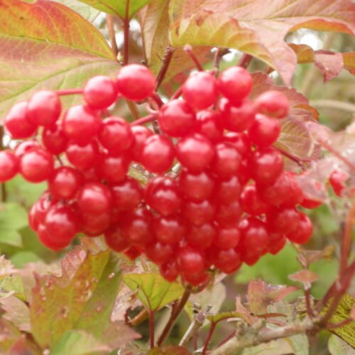 How to grow Guelder Rose (Viburnum opulus)
