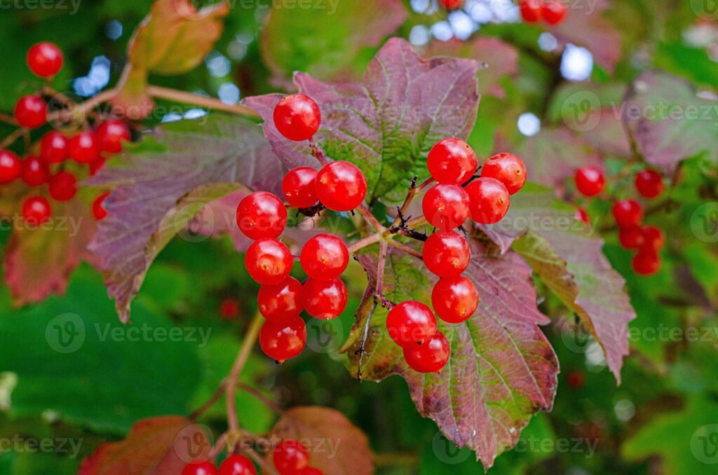 Guelder Rose - Viburnum opulus