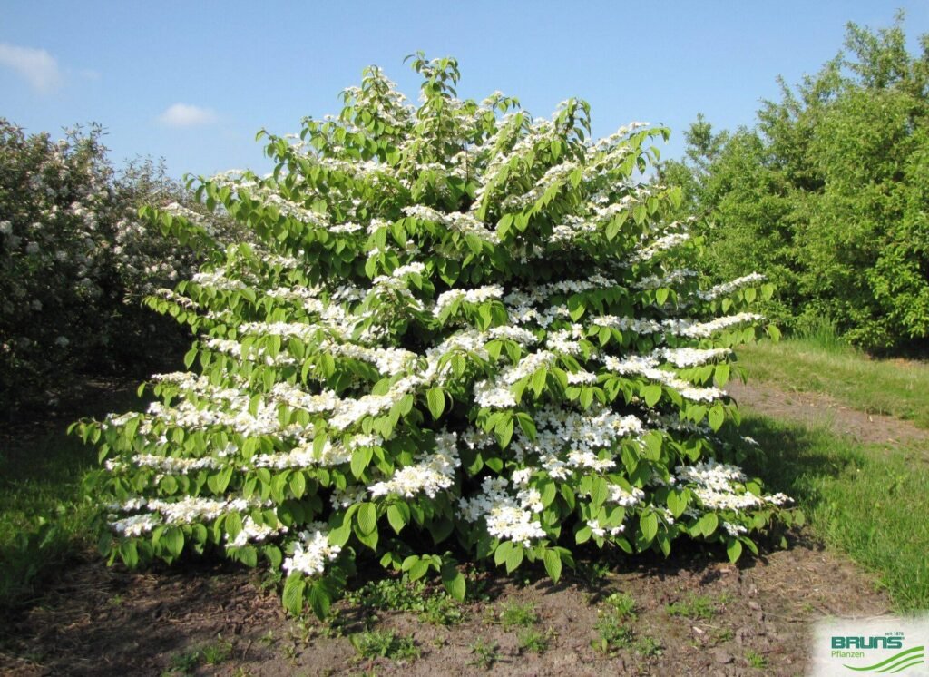 Japanese Snowball - Viburnum plicatum