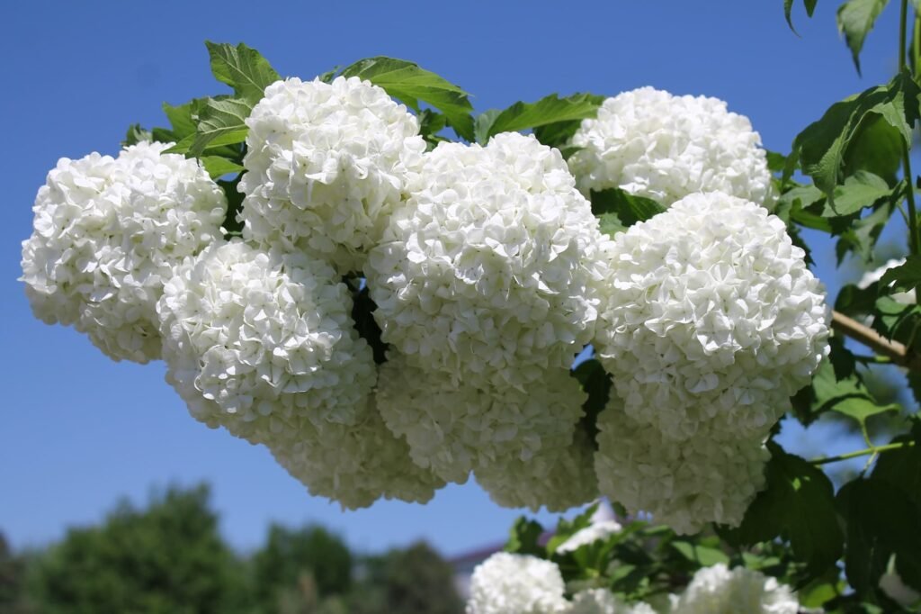 Guelder Rose - Viburnum opulus