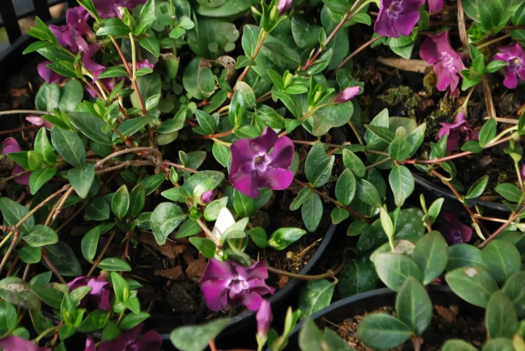 Lesser Periwinkle - Vinca minor
