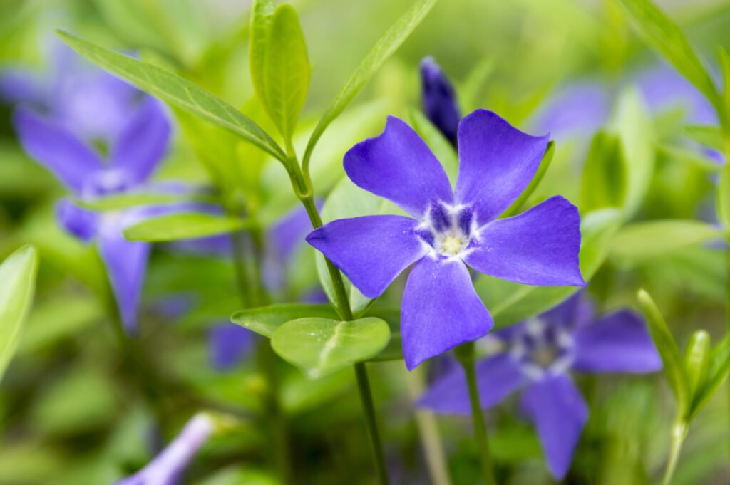 Lesser Periwinkle - Vinca minor