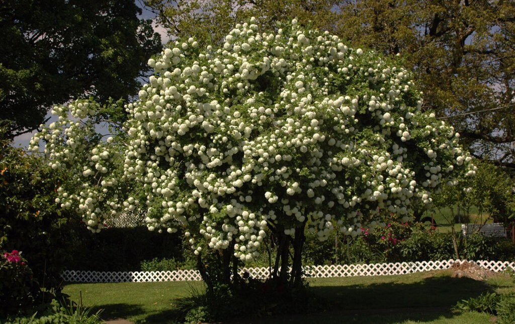 Guelder Rose - Viburnum opulus