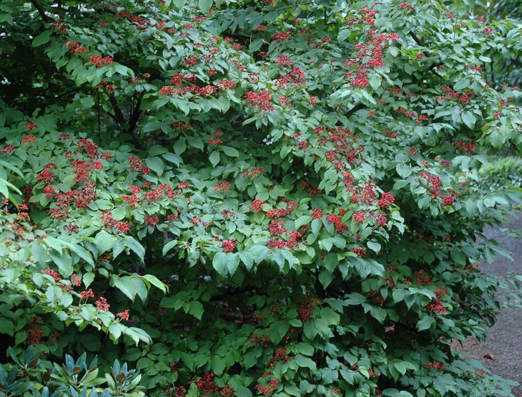 Japanese Snowball - Viburnum plicatum
