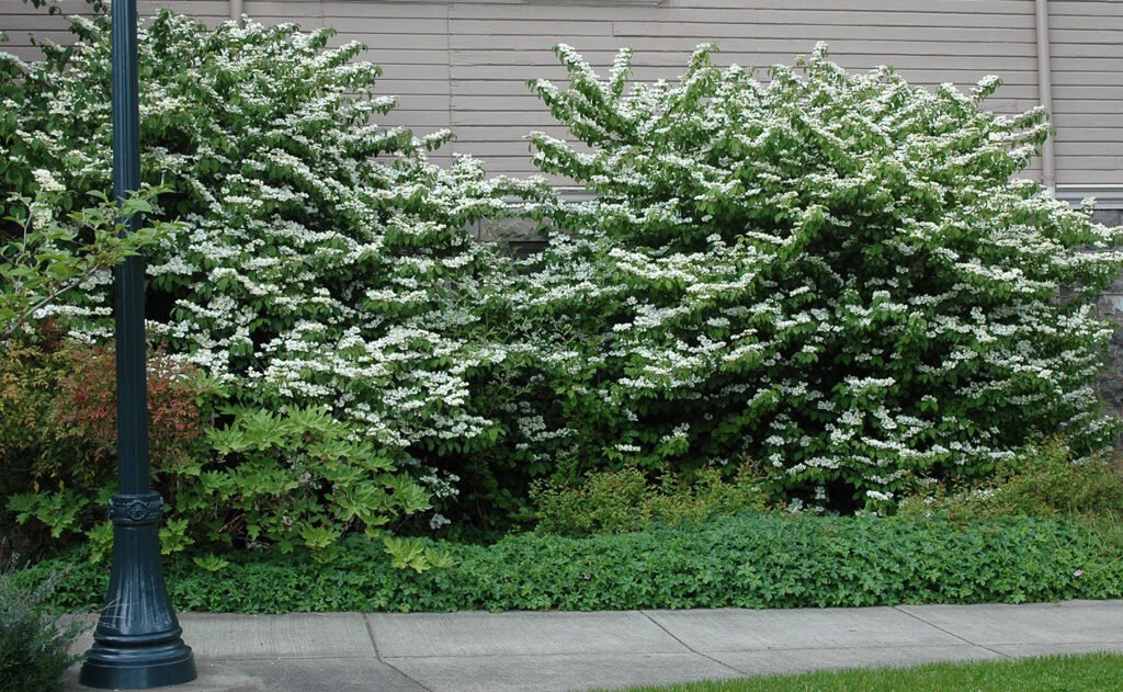 Japanese Snowball - Viburnum plicatum