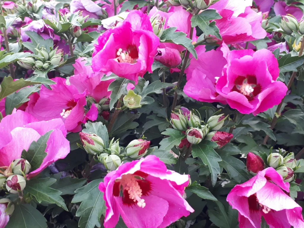 Rose Of Sharon - Hibiscus syriacus