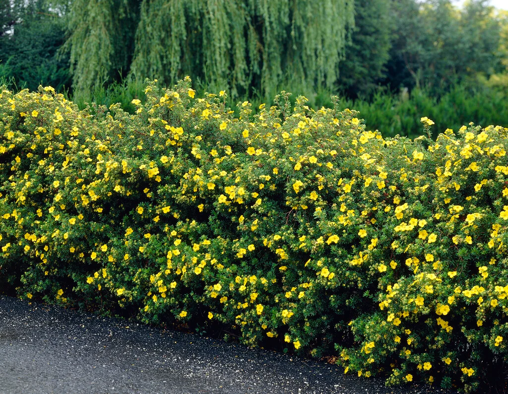 Shrubby cinquefoil - Dasiphora fruticosa
