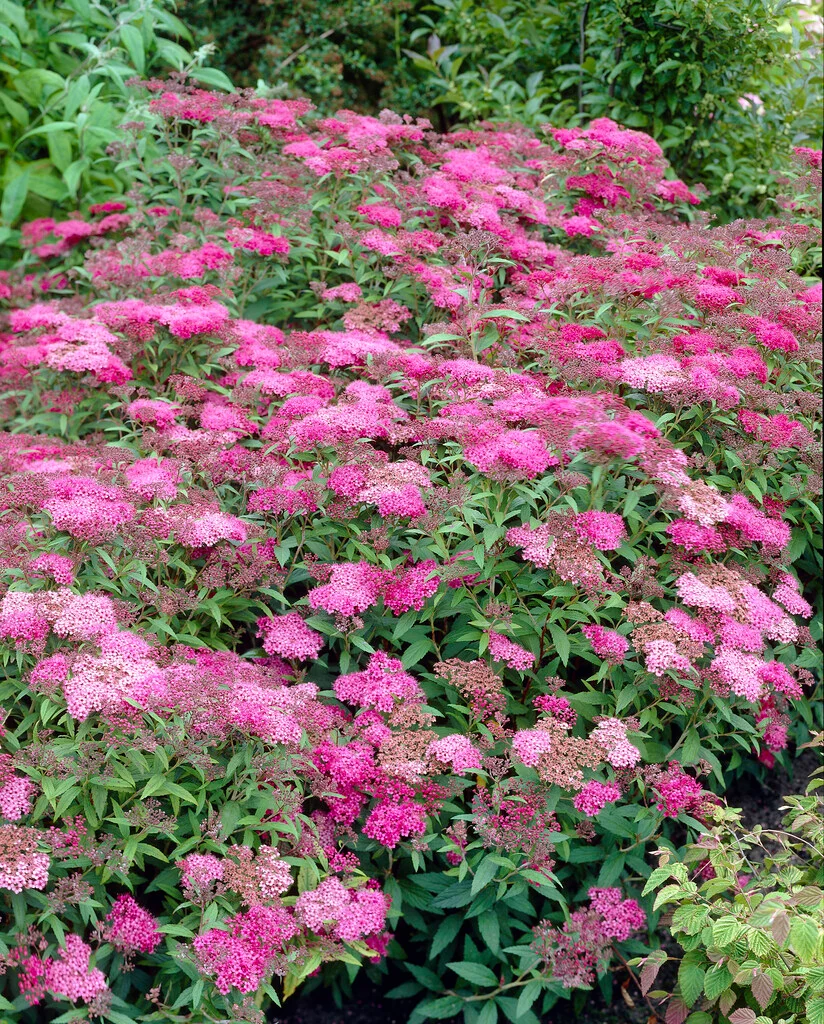 Japanese Spiraea - Spiraea japonica