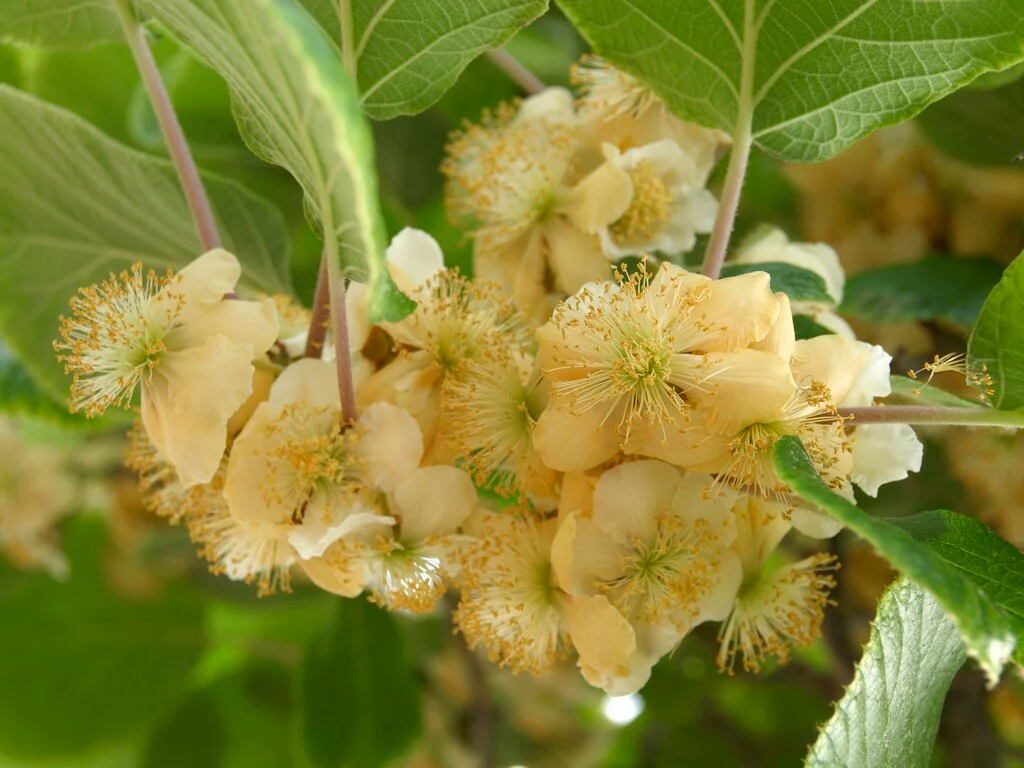 Kiwi Fruit - Actinidia deliciosa