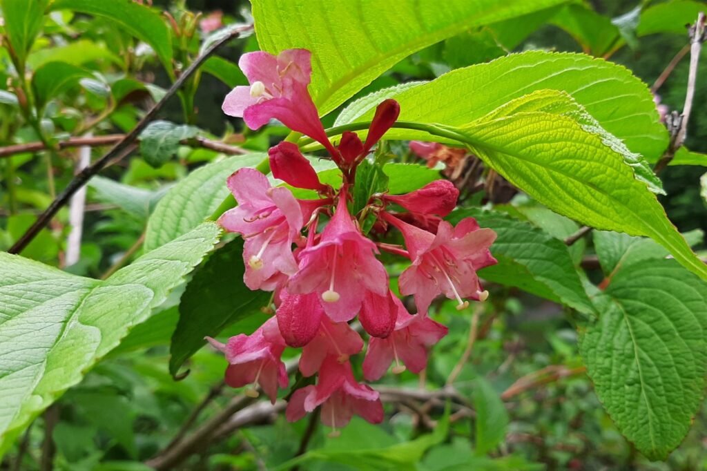 Weigela - Weigela