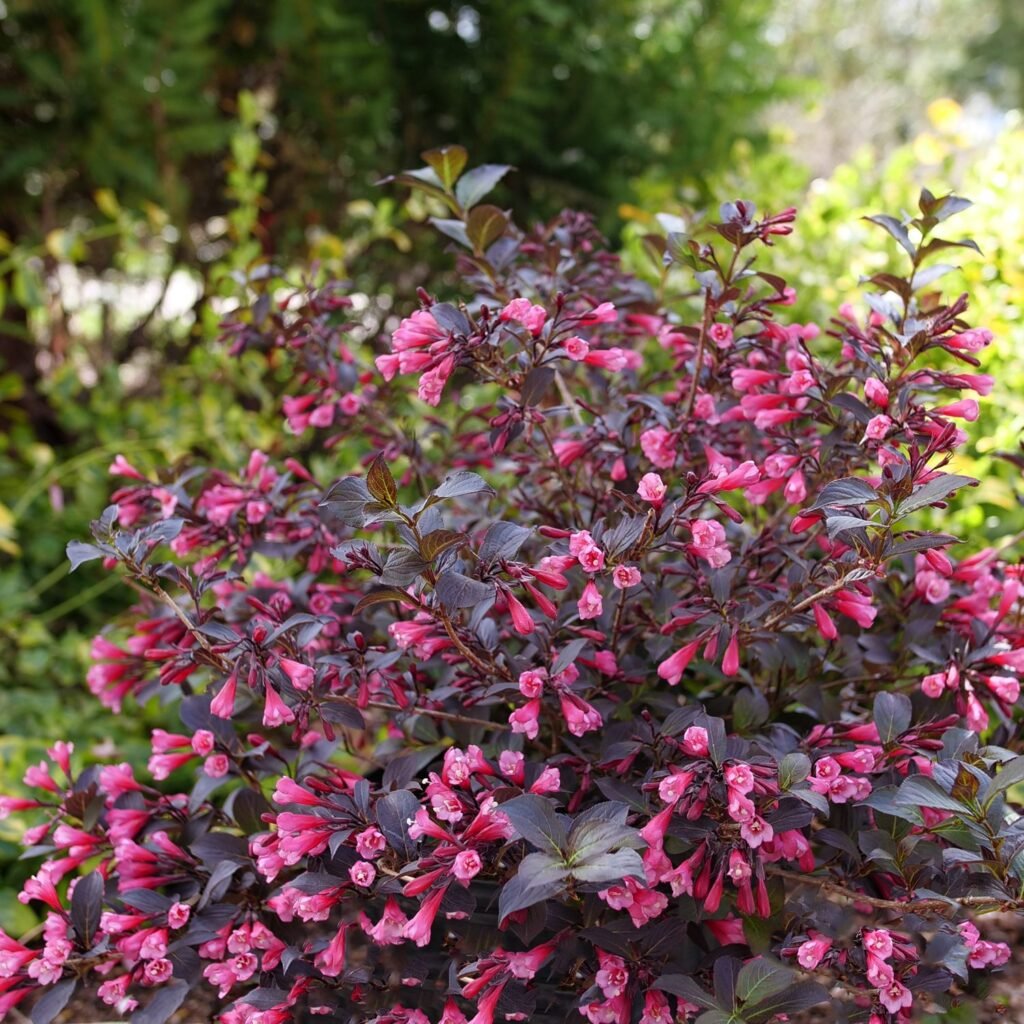 Weigela - Weigela