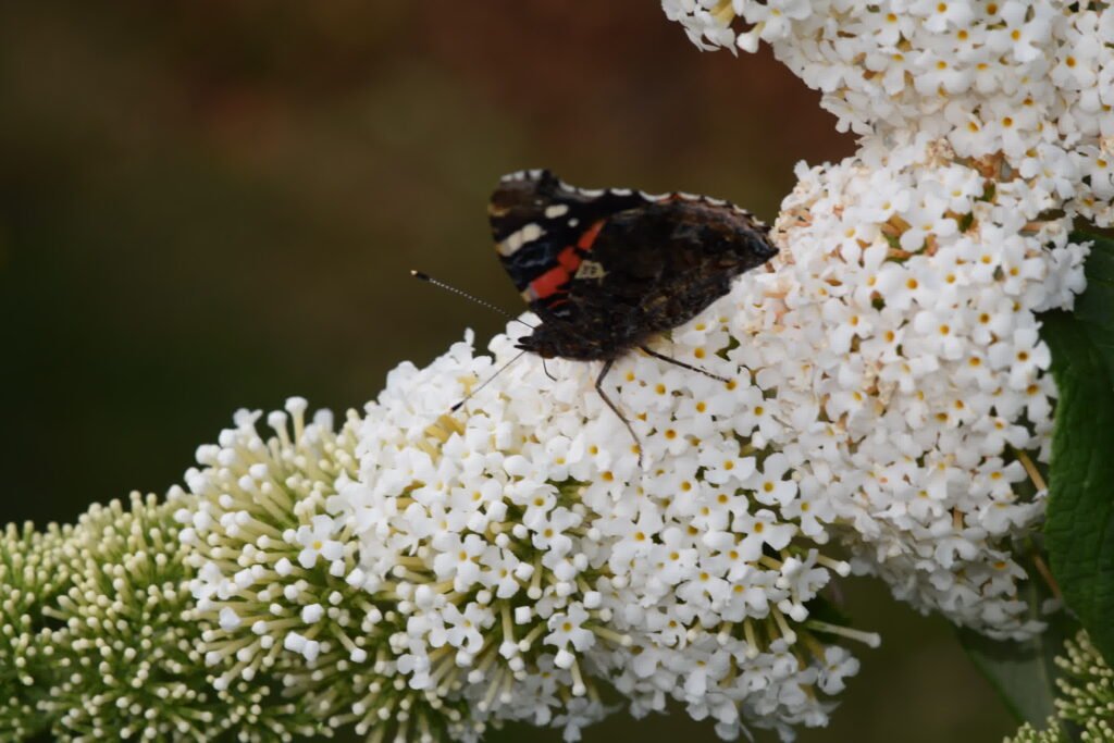 Butterfly Bush - Buddleja davidii