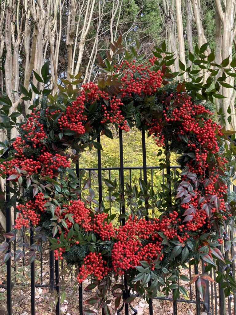 Sacred Bamboo - Nandina domestica