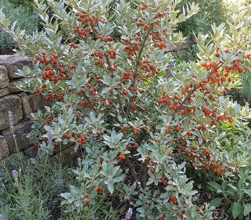 Buffalo Berry - Shepherdia argentea