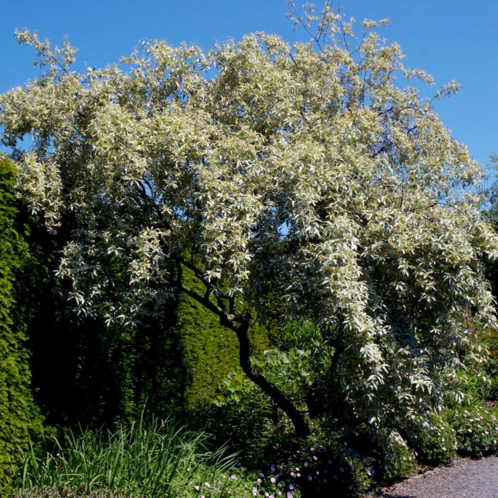 Silverberry - Elaeagnus commutata