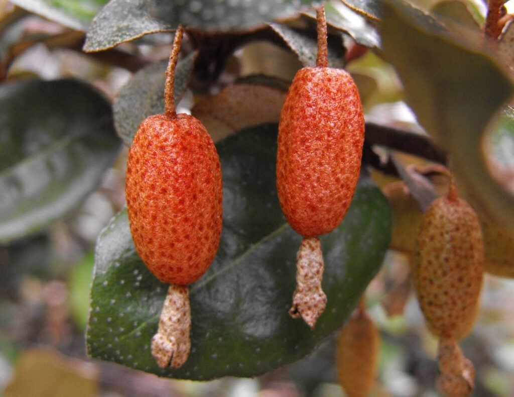 Thorny olive - Elaeagnus pungens