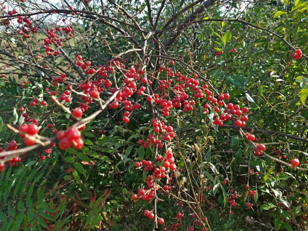 Autumn Olive - Elaeagnus umbellata