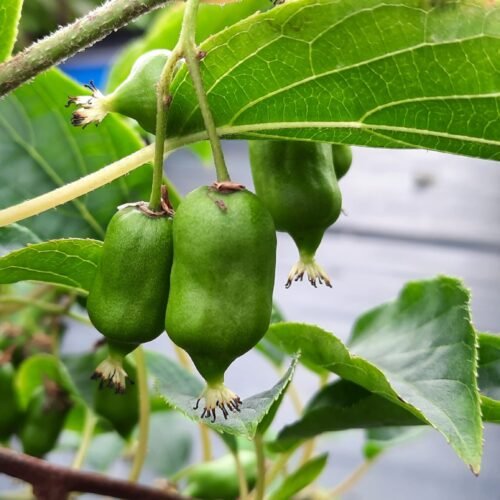 How to grow Tara Vine Kiwi (Actinidia arguta)