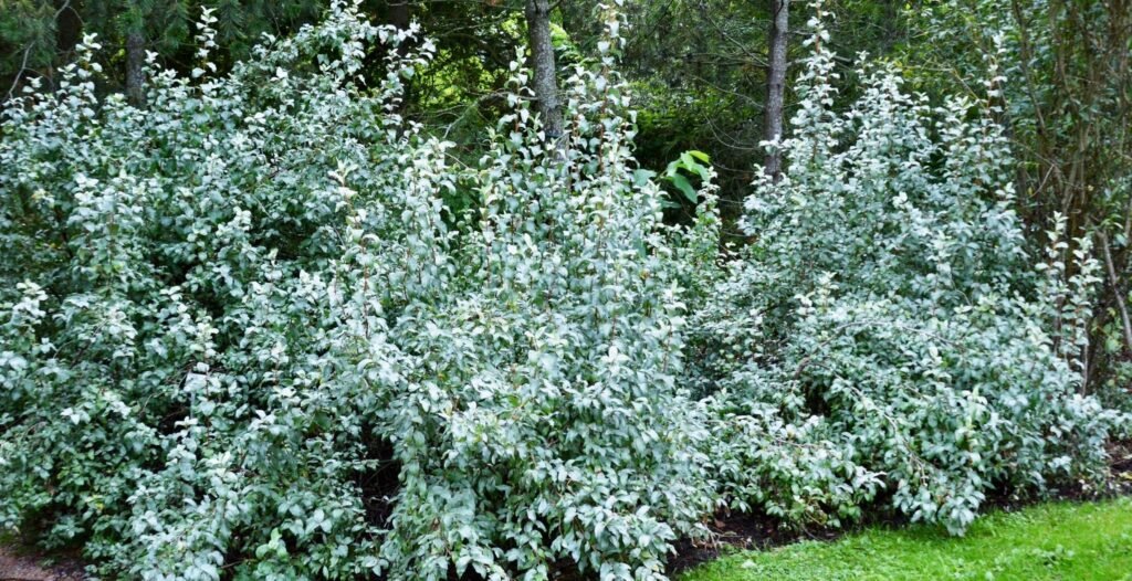 Silverberry - Elaeagnus commutata