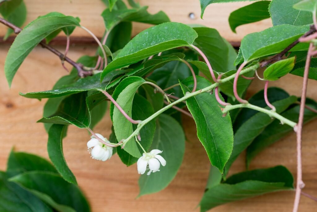 Tara Vine Kiwi - Actinidia arguta