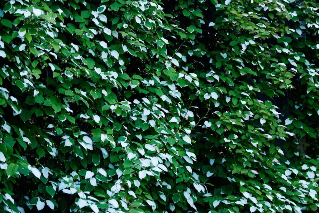 Kiwi Fruit - Actinidia kolomikta