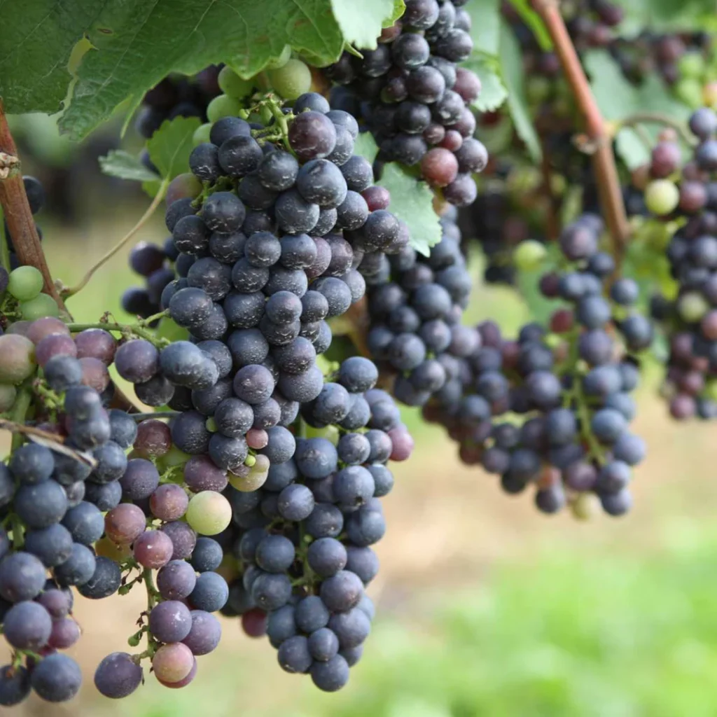 Common Grape - Vitis vinifera