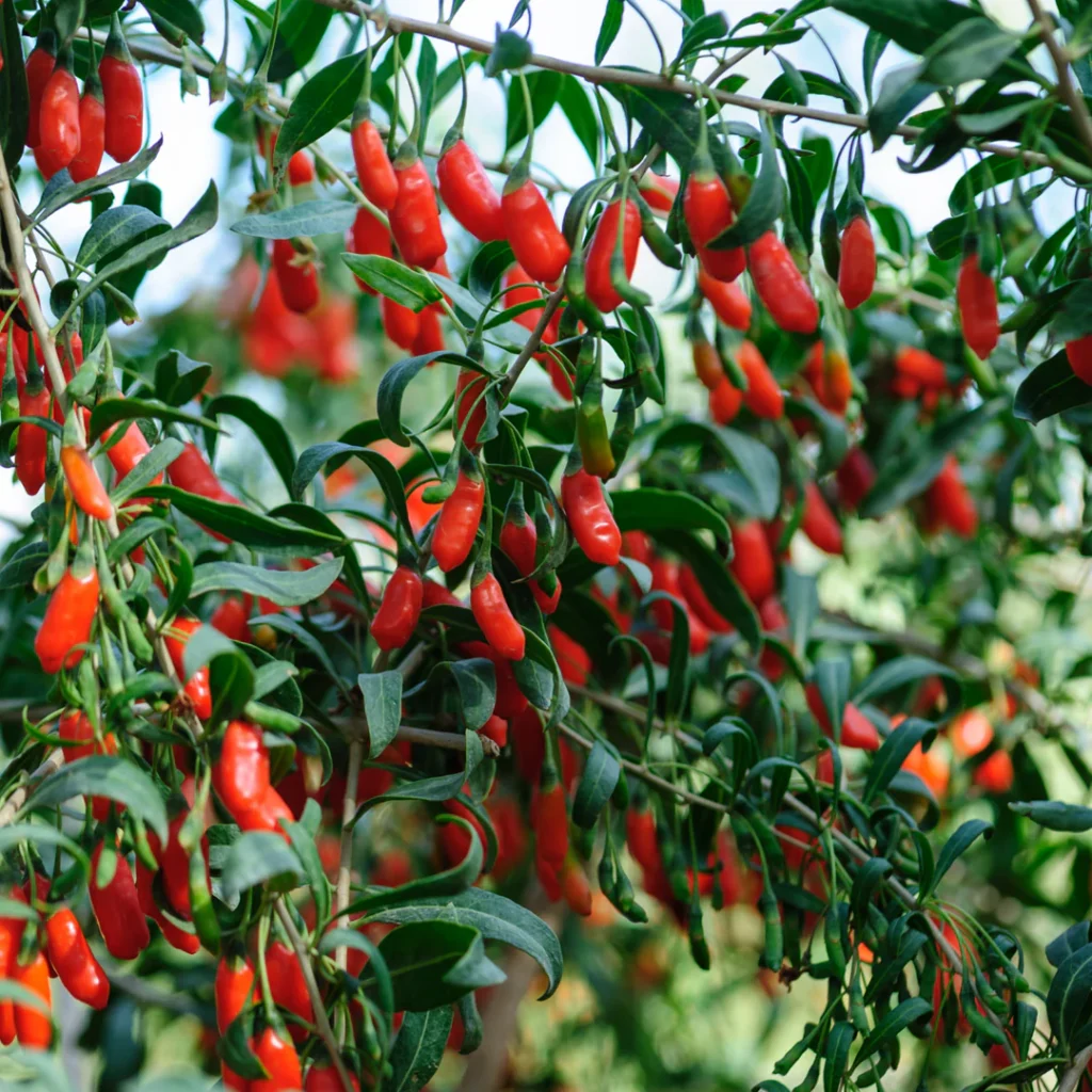 Goji berry - Lycium barbarum