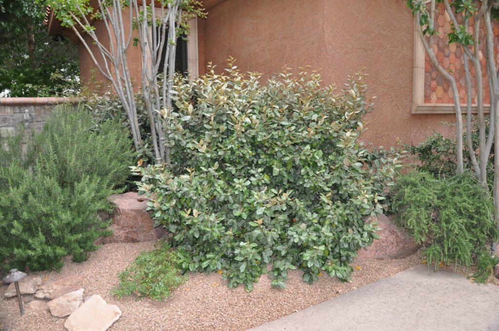 Thorny olive - Elaeagnus pungens