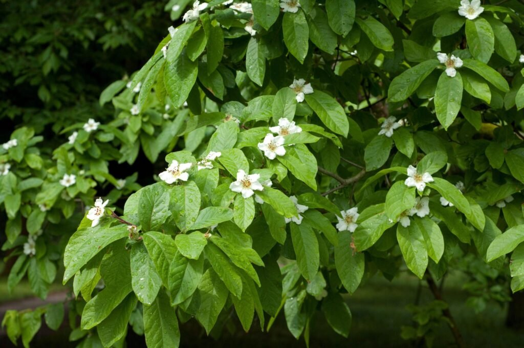 Medlar - Mespilus germanica