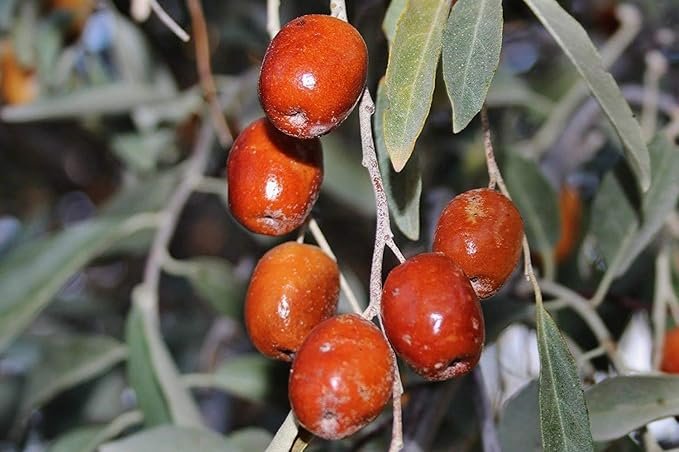 Russian olive - Elaeagnus angustifolia