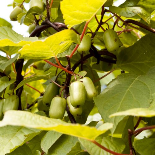 How to grow Kiwi Fruit (Actinidia kolomikta)