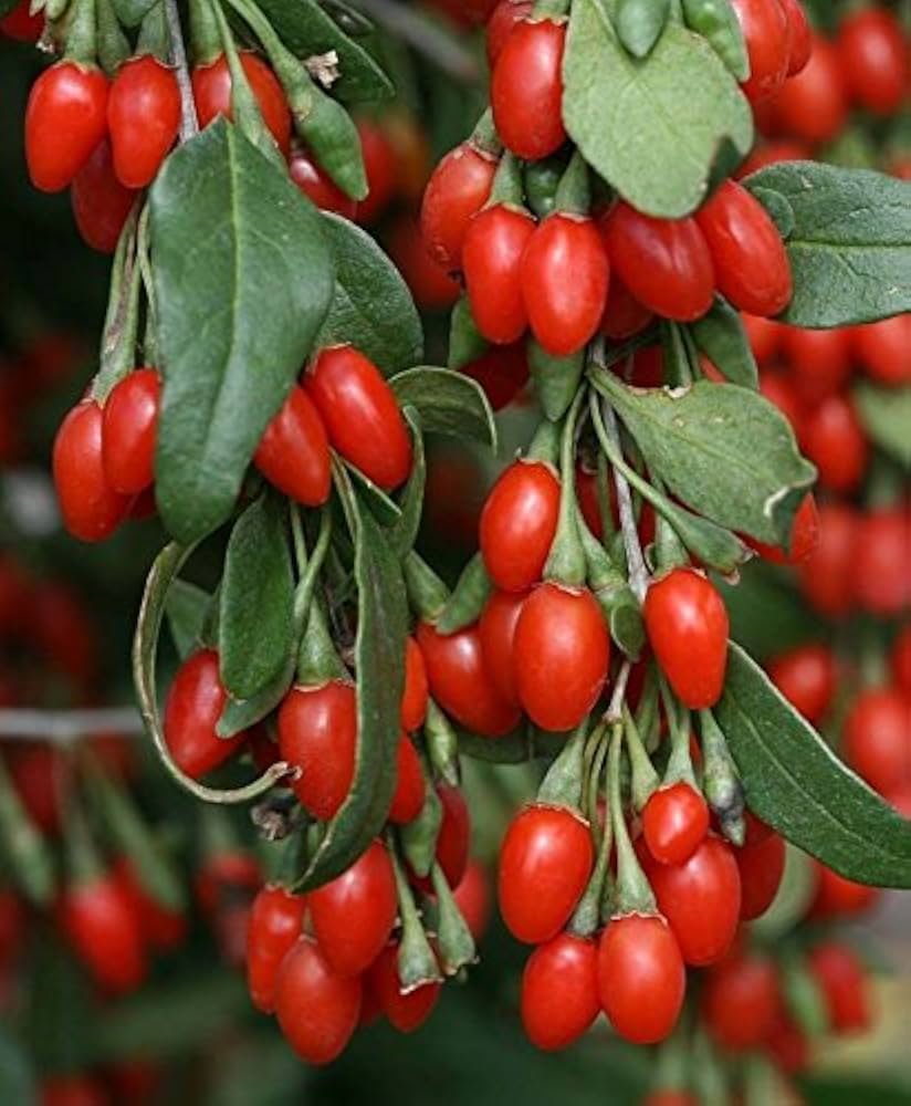 Chinese Boxthorn Goji - Lycium chinense
