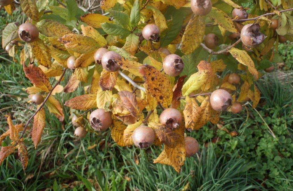 Medlar - Mespilus germanica