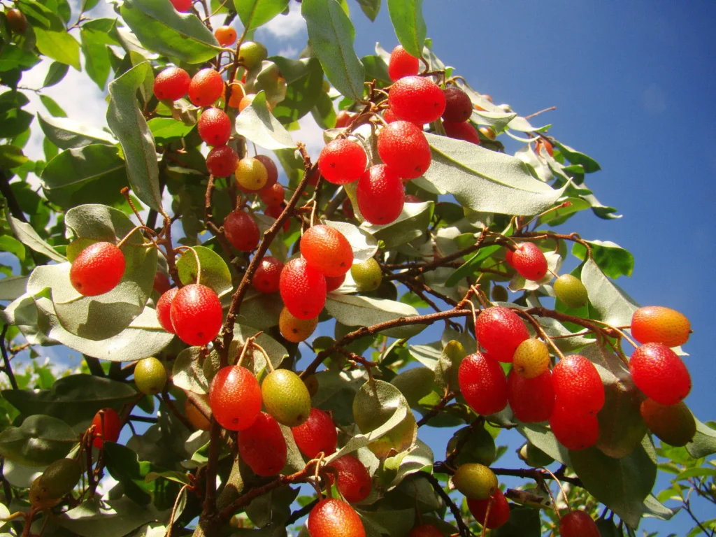 Goumi - Elaeagnus multiflora