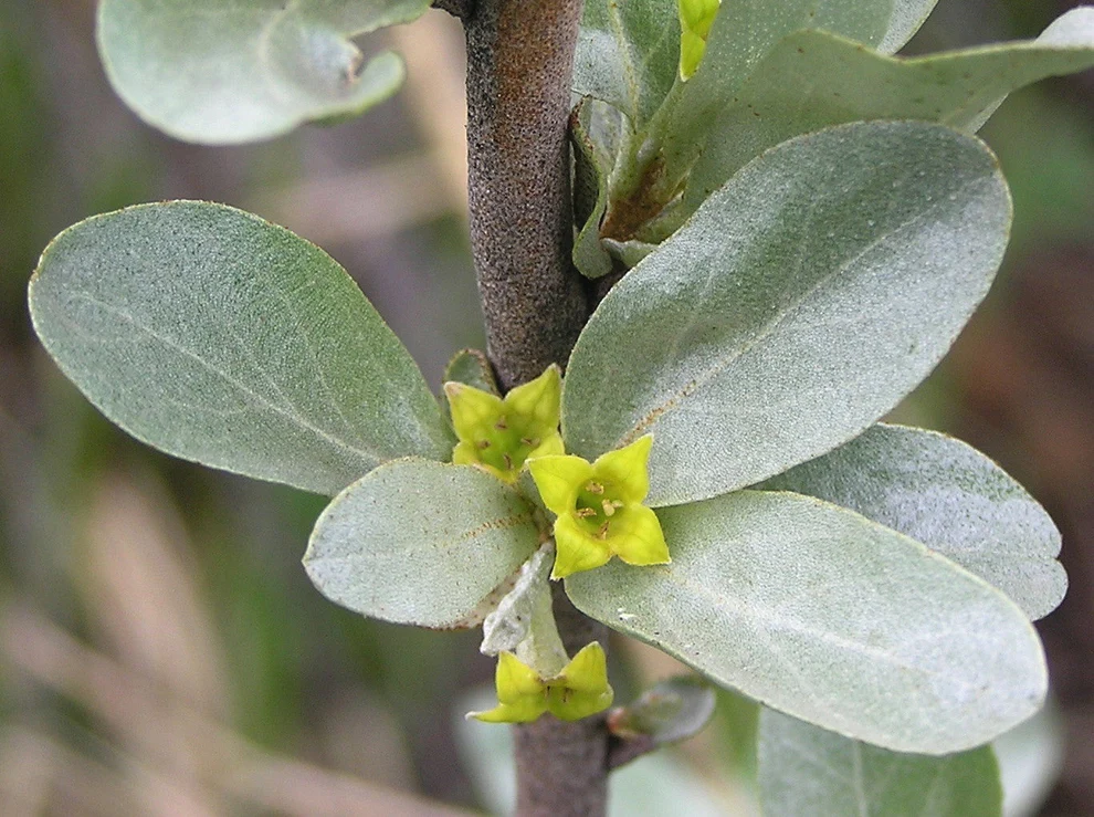 Silverberry - Elaeagnus commutata